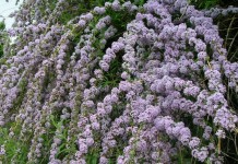 6 причин выращивать буддлею очереднолистную