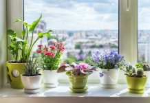 5 самых ярких комнатных растений, которые цветут всё лето