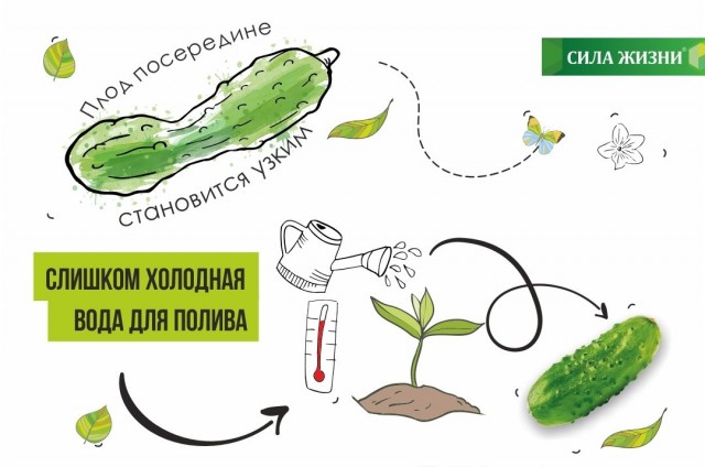 Если поливать огурцы холодной водой, плод сужается в середине Если поливать огурцы холодной водой, плод сужается в середине