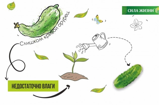При нехватке воды огурцы растут кривыми и тонкими При нехватке воды огурцы растут кривыми и тонкими