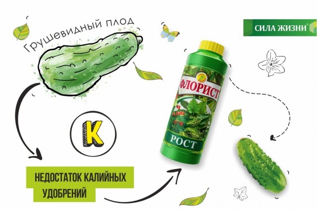 При недостатке калийных веществ вырастают грушевидные огурцы При недостатке калийных веществ вырастают грушевидные огурцы
