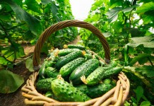 5 эффективных органических подкормок для огурцов