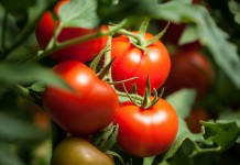 Мой опыт формирования томатов для продления плодоношения