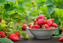 Почему моя клубника никогда не болеет серой гнилью