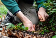 Размножение декоративных и плодовых культур отводками