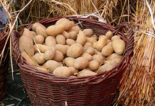 «Синклер» — сохранит посадочный картофель до весны