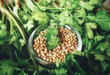 Полезный и незаменимый кориандр — как вырастить и использовать?