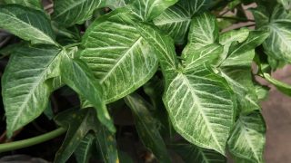 Сингониум ножколистный (Syngonium podophyllum) Сингониум ножколистный (Syngonium podophyllum)