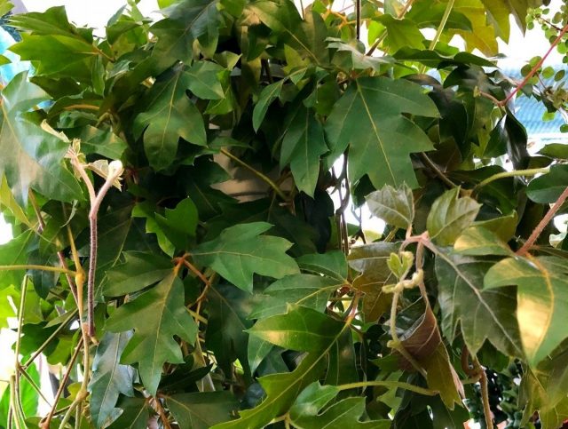 Циссус ромболистный «Эллен Даника» (Cissus Rhombifolia 'Ellen Danica') Циссус ромболистный «Эллен Даника» (Cissus Rhombifolia 'Ellen Danica')