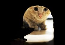 Как бороться с нашествием грызунов?