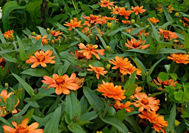 Цинния «Профьюжен Эприкот» (Profusion Apricot) Цинния «Профьюжен Эприкот» (Profusion Apricot)