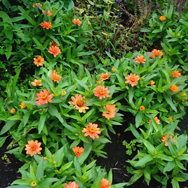 Карликовые циннии (Zinnia) самостоятельно кустятся и имеют шаровидный габитус Карликовые циннии (Zinnia) самостоятельно кустятся и имеют шаровидный габитус