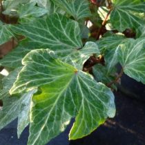 Плющ ползучий, или Плющ обыкновенный (Hedera helix) 'Green Ripple'