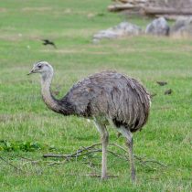 Нанду (Rheidae) Нанду (Rheidae)