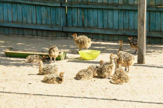 У маленьких страусят всегда должна быть еда и чистая вода У маленьких страусят всегда должна быть еда и чистая вода