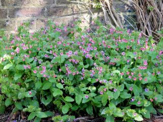 Медуница (Pulmonaria) Медуница (Pulmonaria)