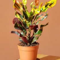 Кодиеум пестрый (Codiaeum variegatum), сорт 'Mammie' ('Mammy') Кодиеум пестрый (Codiaeum variegatum), сорт 'Mammie' ('Mammy')