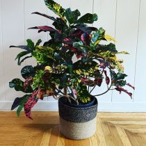 Кодиеум пестрый (Codiaeum variegatum), сорт 'Magnificent' Кодиеум пестрый (Codiaeum variegatum), сорт 'Magnificent'