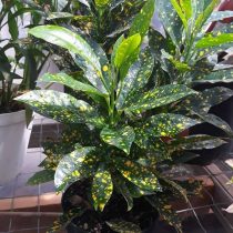 Кодиеум пестрый (Codiaeum variegatum), сорт 'Gold Dust' Кодиеум пестрый (Codiaeum variegatum), сорт 'Gold Dust'