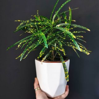 Кодиеум пестрый (Codiaeum variegatum), сорт 'Eleanor Roosevelt' Кодиеум пестрый (Codiaeum variegatum), сорт 'Eleanor Roosevelt'