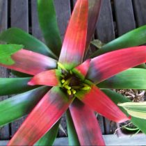 Гусмания кроваво-красная (Guzmania sanguinea) Гусмания кроваво-красная (Guzmania sanguinea)