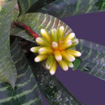 Гусмания мозаичная (Guzmania musaica) Гусмания мозаичная (Guzmania musaica)