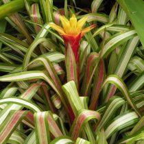 Гусмания Цана (Guzmania zahnii) Гусмания Цана (Guzmania zahnii)