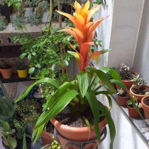 Гусмания язычковая (Guzmania lingulata) Гусмания язычковая (Guzmania lingulata)