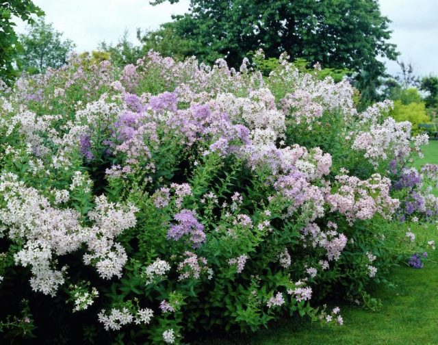 Колокольчик молочноцветковый (Campanula lactiflora) Колокольчик молочноцветковый (Campanula lactiflora)