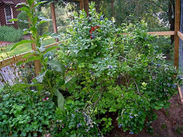 Голубика высокорослая (Vaccinium corymbosum) Голубика высокорослая (Vaccinium corymbosum)