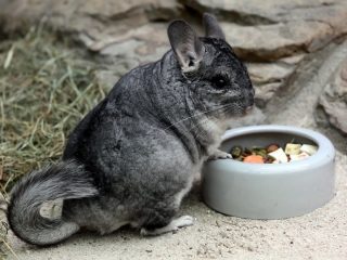Малая длиннохвостая, или береговая шиншилла (Chinchilla lanigera) Малая длиннохвостая, или береговая шиншилла (Chinchilla lanigera)