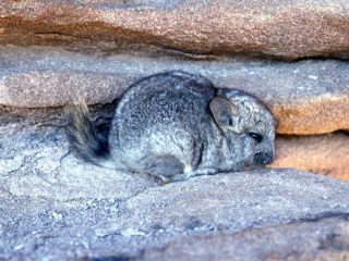 Короткохвостая, или большая шиншилла (Chinchilla brevicaudata) Короткохвостая, или большая шиншилла (Chinchilla brevicaudata)