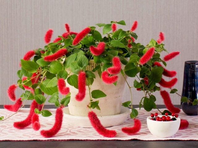 Акалифа дубравколистная — кудрявая и ползучая Акалифа дубравколистная — кудрявая и ползучая