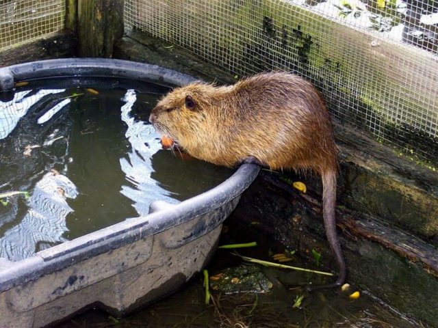 Важно предусмотреть для нутрий водоём Важно предусмотреть для нутрий водоём