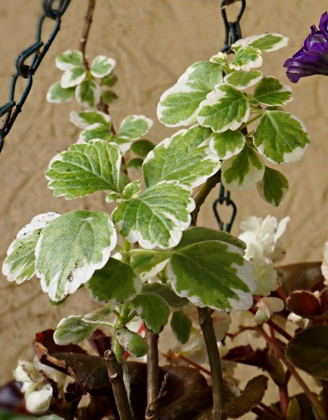 Плектрантус колеусовидный, или Форстера (Plectranthus forsteri), вариация «Маргинатус» Плектрантус колеусовидный, или Форстера (Plectranthus forsteri), вариация «Маргинатус»