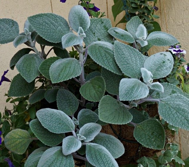 Плектрантус серебристый (Plectranthus argentatus) Плектрантус серебристый (Plectranthus argentatus)