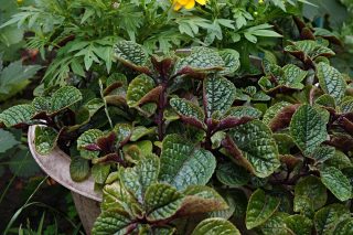 Плектрантус краснеющий (Plectranthus purpuratus) Плектрантус краснеющий (Plectranthus purpuratus)