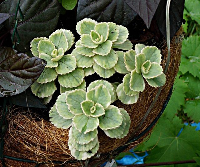 Плектрантус цветущий (Plectranthus neochilus) Плектрантус цветущий (Plectranthus neochilus)