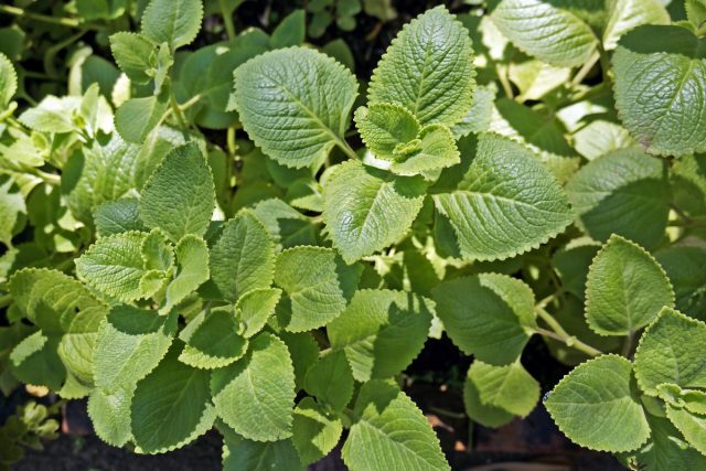 Плектратнтус ароматный, или душистый (Plectranthus amboinicus) Плектратнтус ароматный, или душистый (Plectranthus amboinicus)