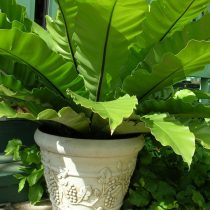 Костенец гнездовой (Asplenium nidus) Костенец гнездовой (Asplenium nidus)
