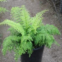 Асплениум луковиценосный (Asplenium bulbiferum) Асплениум луковиценосный (Asplenium bulbiferum)