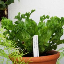 Асплениум сколопендровый (Asplenium scolopendrium) Асплениум сколопендровый (Asplenium scolopendrium)
