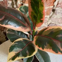 Фикус эластика, или Каучуконосный (Ficus elastica), сорт «Белиз» (Belize) Фикус эластика, или Каучуконосный (Ficus elastica), сорт «Белиз» (Belize)