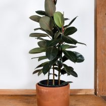 Фикус эластика, или Каучуконосный (Ficus elastica), сорт «Бургунди» (Burgundy) Фикус эластика, или Каучуконосный (Ficus elastica), сорт «Бургунди» (Burgundy)