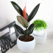 Фикус эластика, или Каучуконосный (Ficus elastica), сорт «Абиджан» (Abidjan) Фикус эластика, или Каучуконосный (Ficus elastica), сорт «Абиджан» (Abidjan)