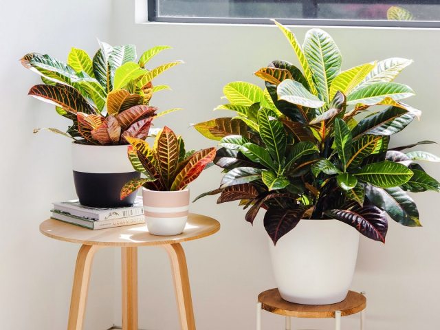 Кодиеум «Петра» (Codiaeum variegatum cv. Petra) Кодиеум «Петра» (Codiaeum variegatum cv. Petra)