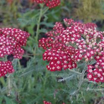 Тысячелистник обыкновенный (Achillea millefolium), сорт «Паприка» ('Paprika') Тысячелистник обыкновенный (Achillea millefolium), сорт «Паприка» ('Paprika')