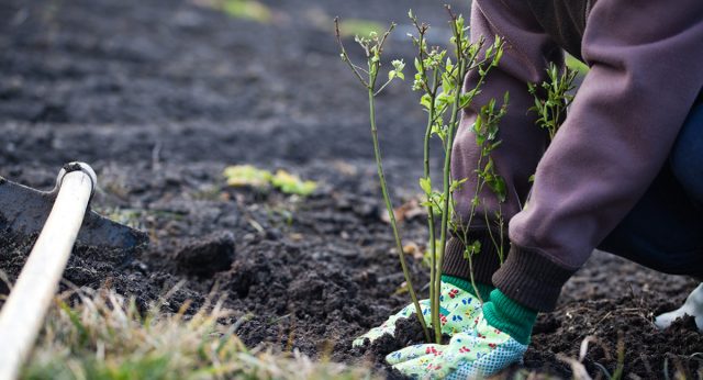 Высадка саженца в грунт Высадка саженца в грунт