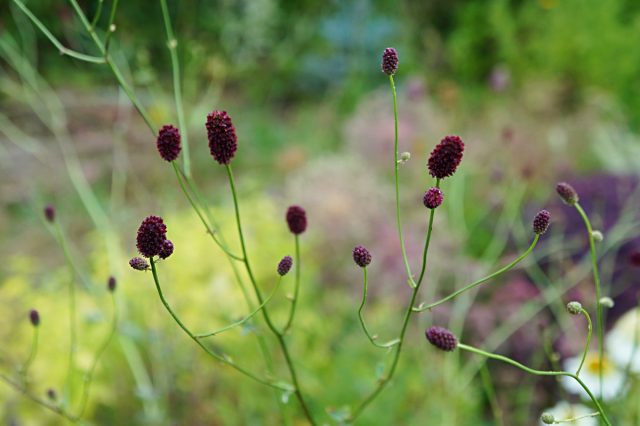 Кровохлебка лекарственная (Sanguisorba officinalis) Кровохлебка лекарственная (Sanguisorba officinalis)