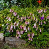 Колокольчик точечный (Campanula punctata) Колокольчик точечный (Campanula punctata)